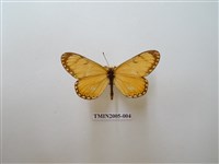 藏品(苧麻珍蝶)的圖片